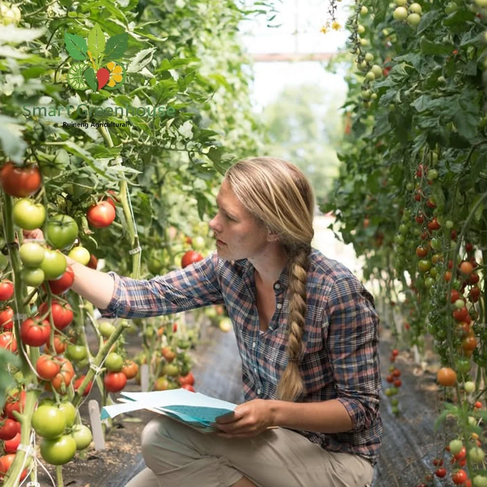 Tomato Hydroponics Greenhouse for USA