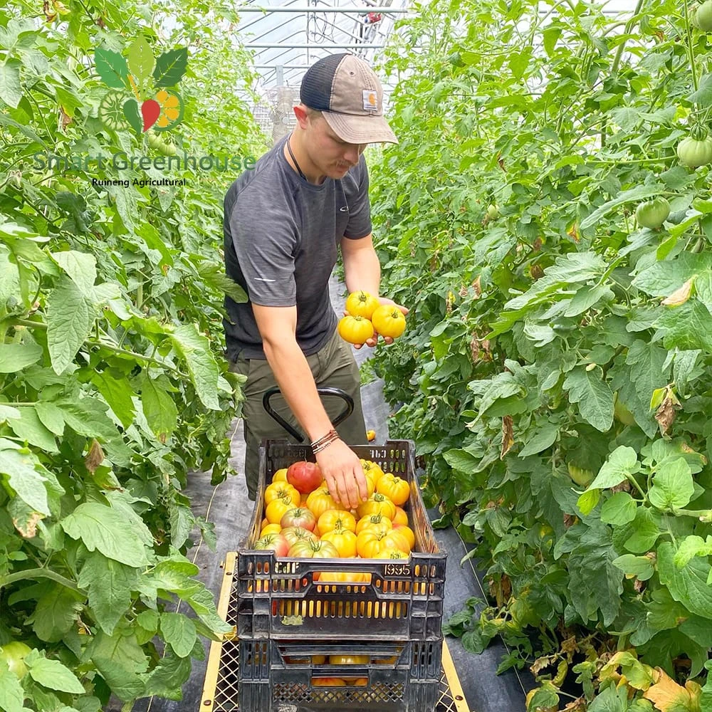 Poly Tunnel Greenhouse for Australia