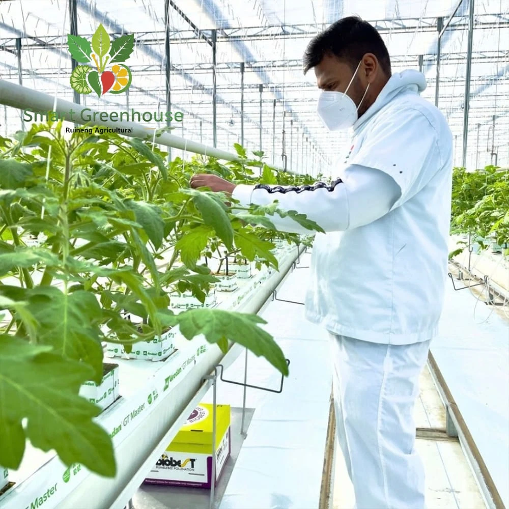 Vertical Farming Project in Dubai