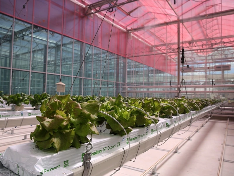 Intelligent Glass Greenhouses: Transforming Modern Agriculture
