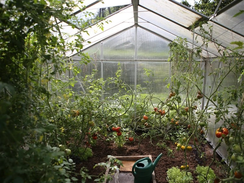 Intelligent Glass Greenhouses: Transforming Modern Agriculture