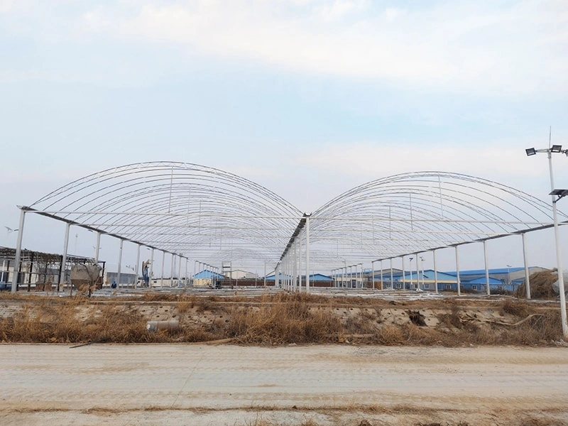 Exploring the Different Types of Greenhouses: Meeting Diverse Needs Around the World