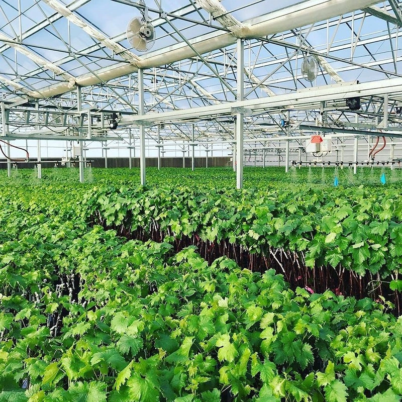 Vertical Agriculture in Greenhouses: Shaping the Future of Sustainable Farming