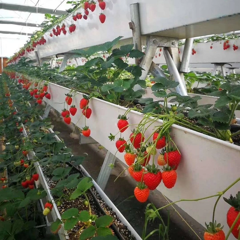 Vertical Agriculture in Greenhouses: Shaping the Future of Sustainable Farming