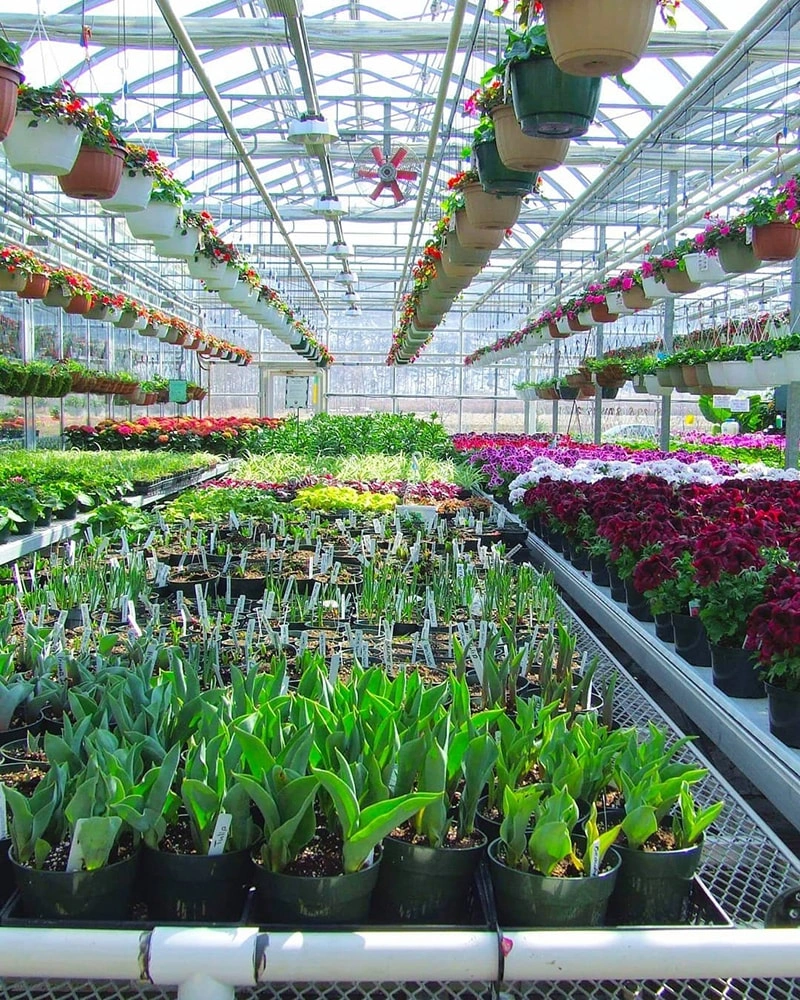 Vertical Agriculture in Greenhouses: Shaping the Future of Sustainable Farming