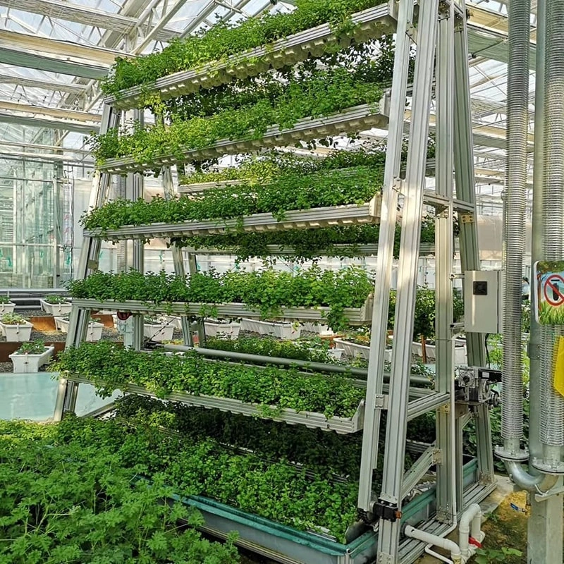 Vertical Agriculture in Greenhouses: Shaping the Future of Sustainable Farming