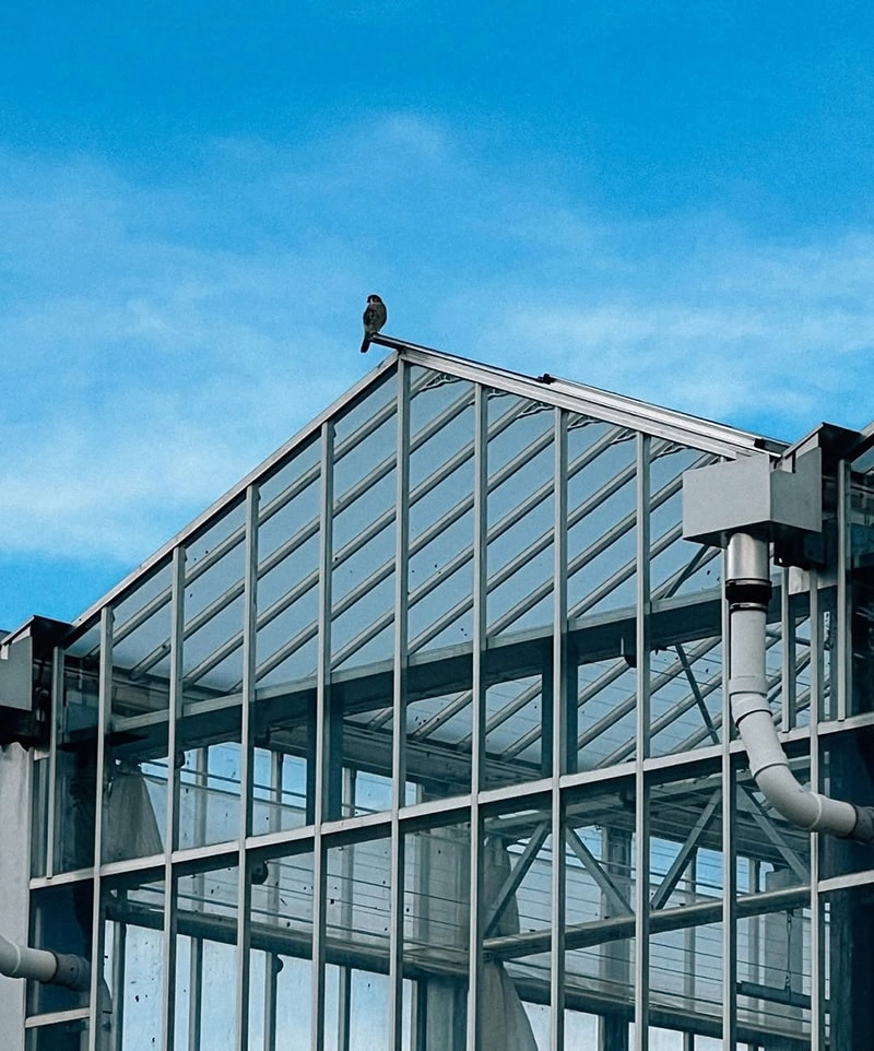 modern greenhouse
