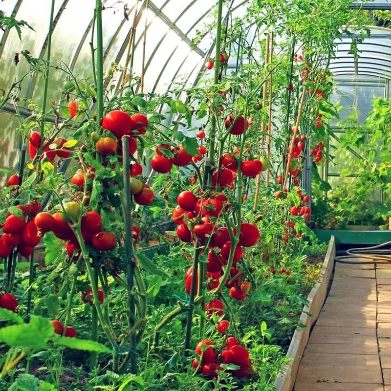 RUINENG Horticulture Greenhouses Boost Global Expansion in North America and Europe