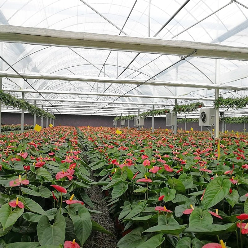 RUINENG Horticulture Greenhouses Boost Global Expansion in North America and Europe