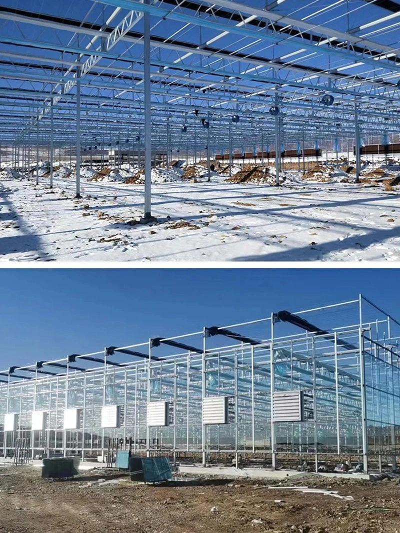 Glass Greenhouse Project in UAE: RUINENG Leads Innovation in Controlled Environment Agriculture