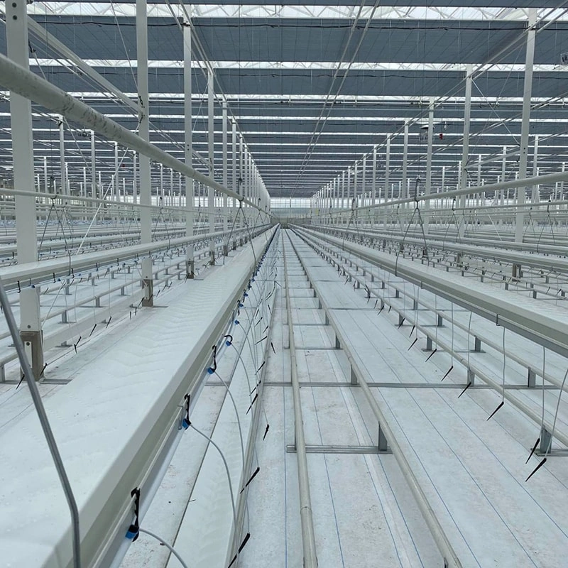 Glass Greenhouse Project in UAE: RUINENG Leads Innovation in Controlled Environment Agriculture