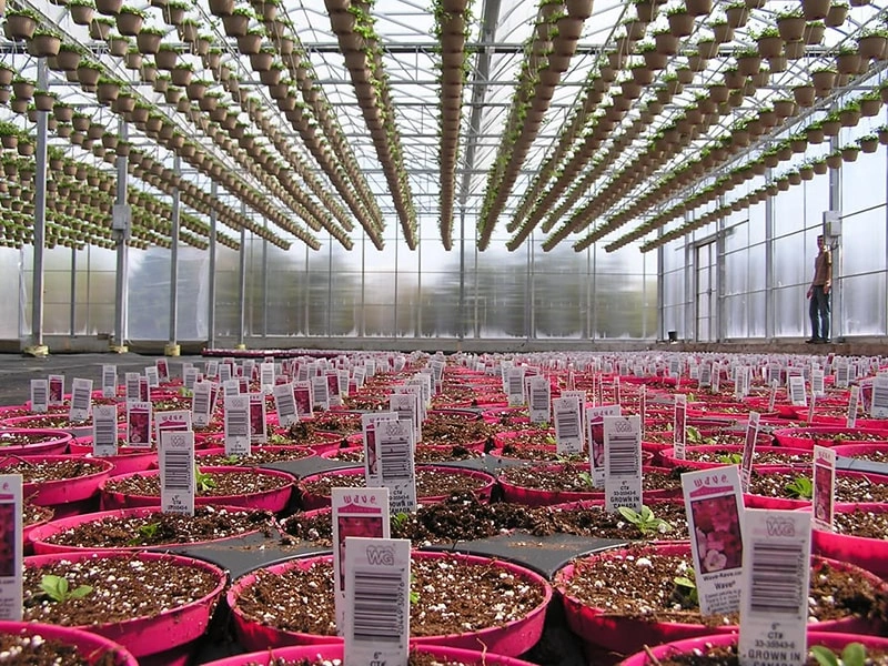 Glass Greenhouse Project in UAE: RUINENG Leads Innovation in Controlled Environment Agriculture