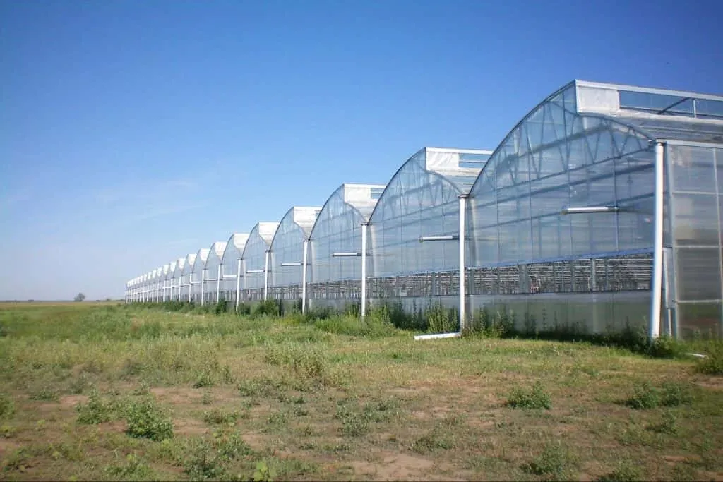 The Rise of Commercial Greenhouse Builders: Shaping the Future of Agriculture