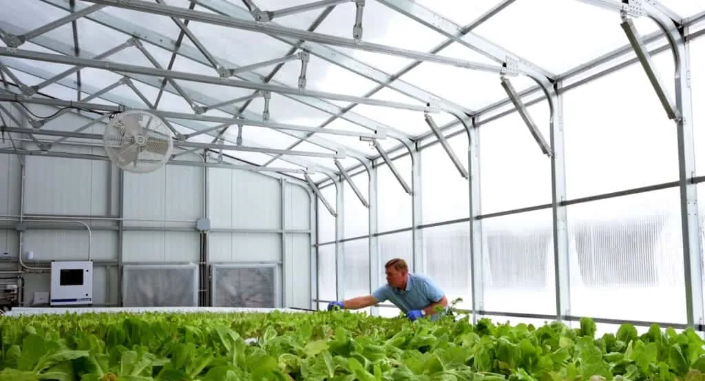 Maximize Crop Control with a Blackout Greenhouse With Light Deprivation System
