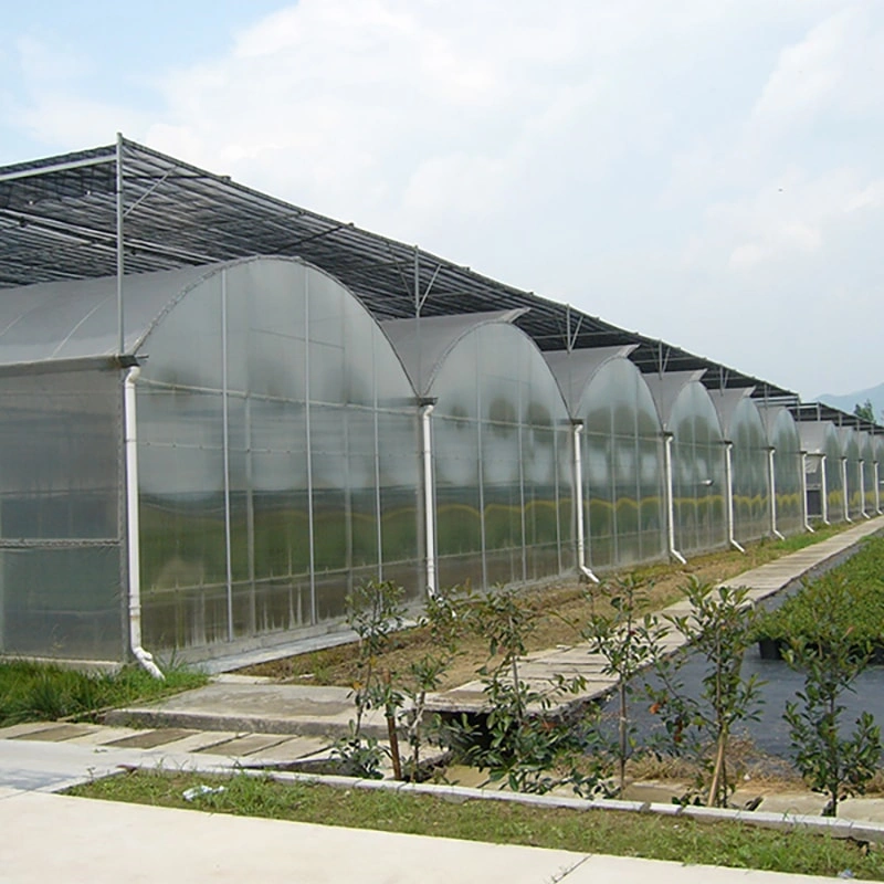 Polycarbonate Greenhouses: A Game-Changer for Modern Agriculture