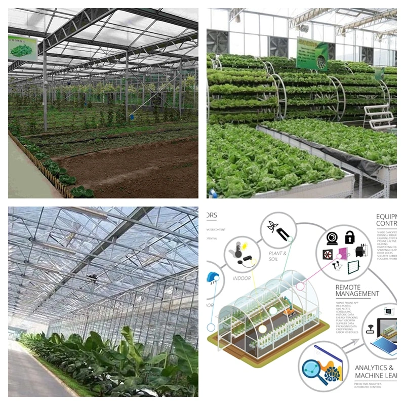 Smart Glass Greenhouses: Pioneering Modern Agricultural Practices