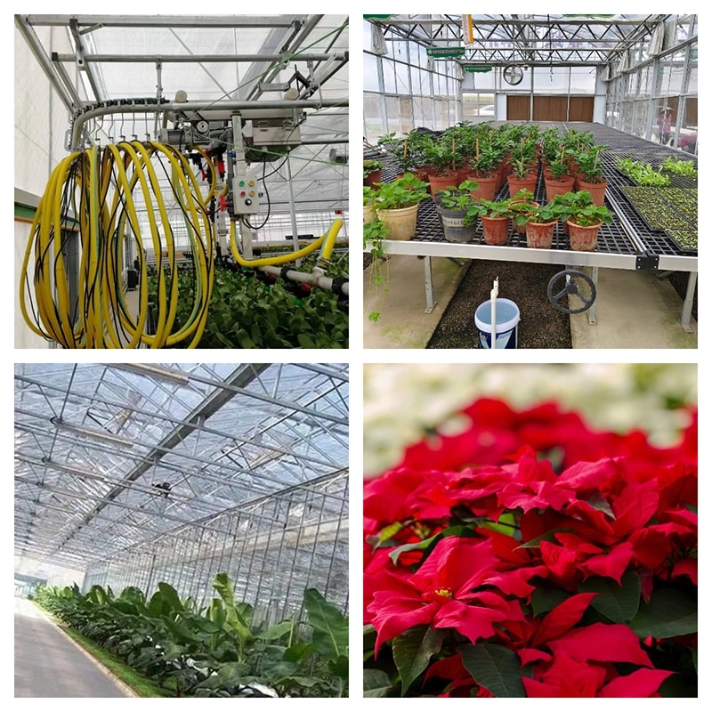 Smart Glass Greenhouses: Pioneering Modern Agricultural Practices