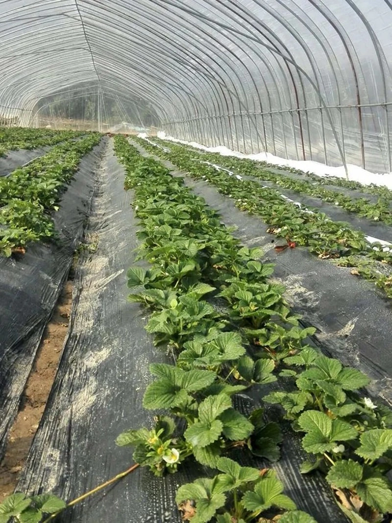 Ruineng Launches High-Tech Venlo Polycarbonate Sheet Turnkey Greenhouse: Pioneering Smart Agriculture for the Future
