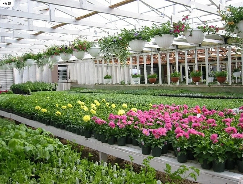 Ruineng Launches High-Tech Venlo Polycarbonate Sheet Turnkey Greenhouse: Pioneering Smart Agriculture for the Future