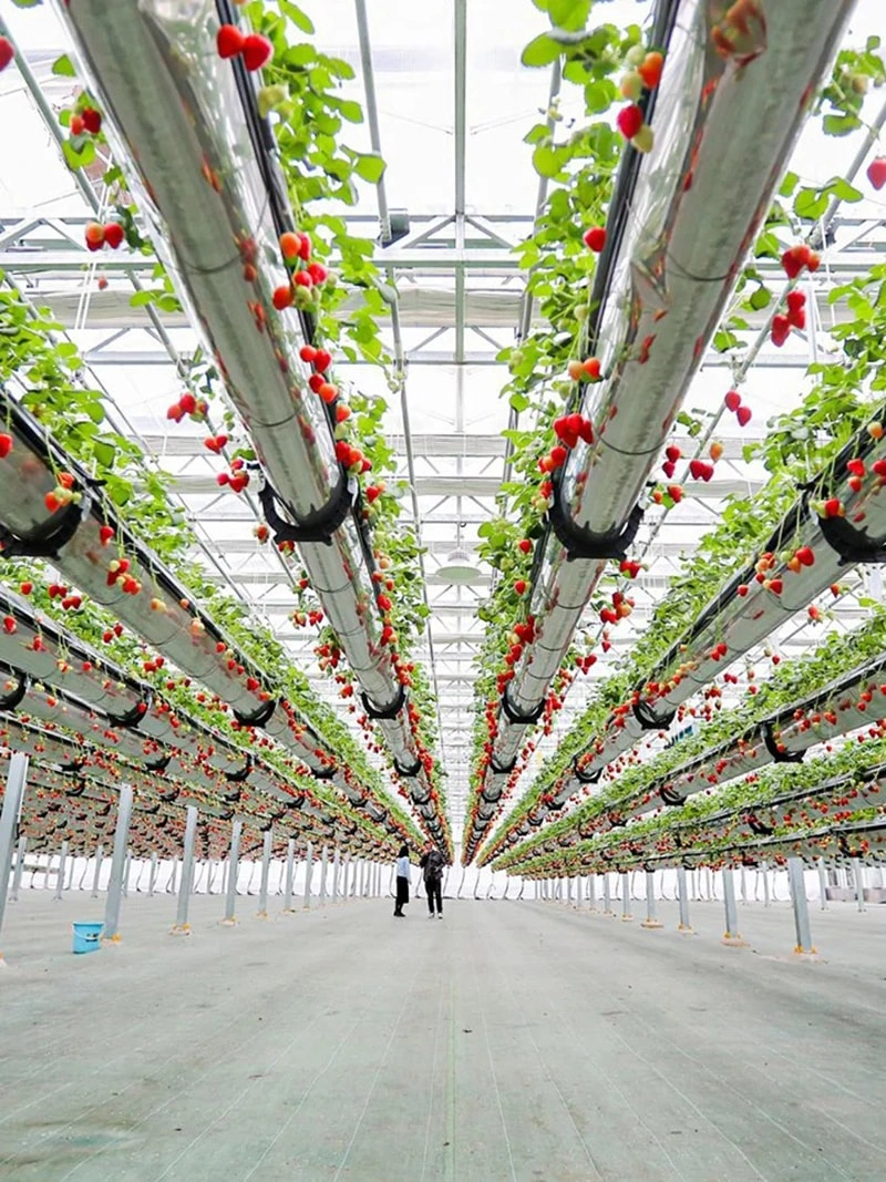 Applications of Greenhouse Technology in Modern Agriculture