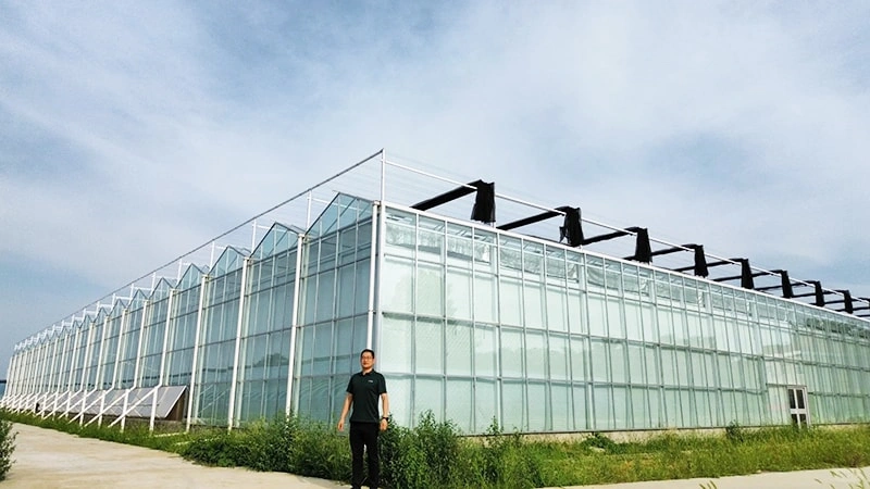 Agricultural Greenhouse: Site Selection, Design, and Sustainable Practices