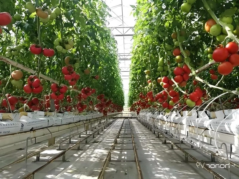 Introduction to Ruineng Commercial Greenhouses