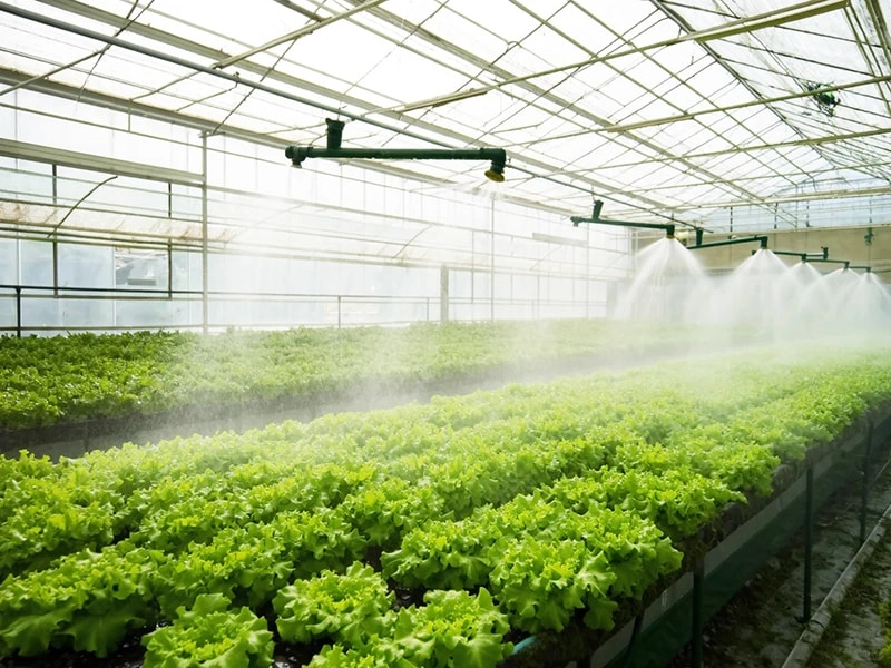 Smart Climate Control in Modern Commercial Greenhouses: The Ruineng Advantage