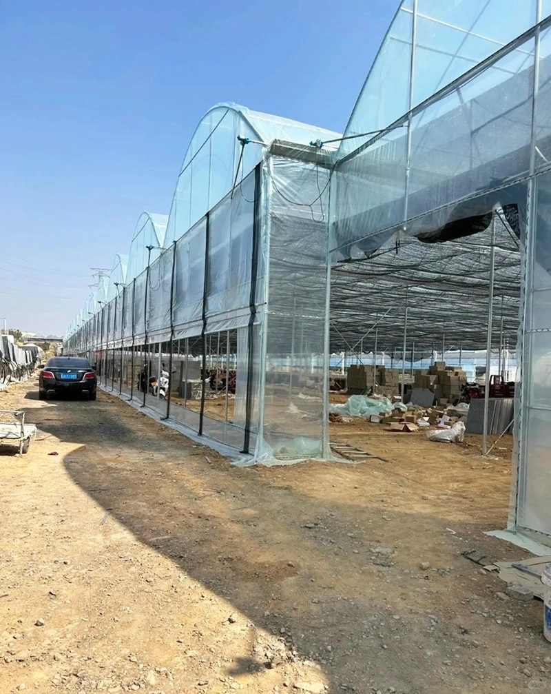 High-Quality Large Glass Greenhouse Project in Australia  