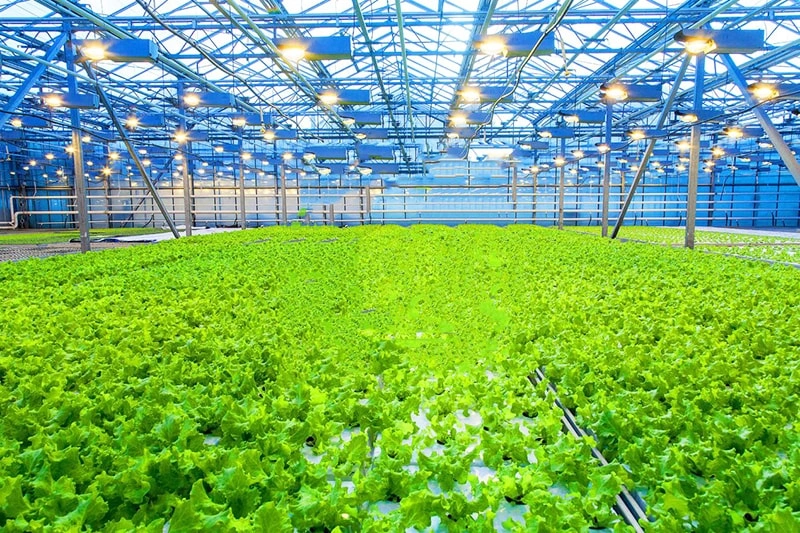 Ruineng Greenhouse to Showcase Innovative Solutions at IRRISHOW 2026