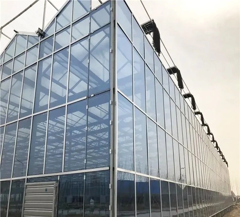 The 1000-Square-Meter Hydroponics Greenhouse in Italy