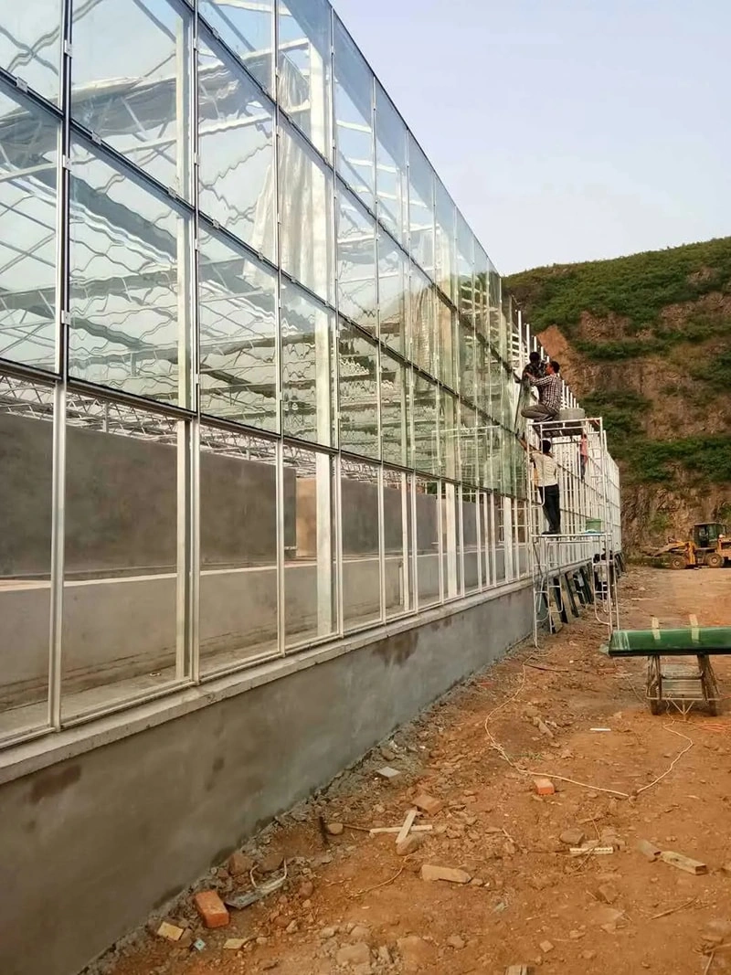 Large Glass Greenhouse: A Modern Solution for Sustainable Agriculture  
