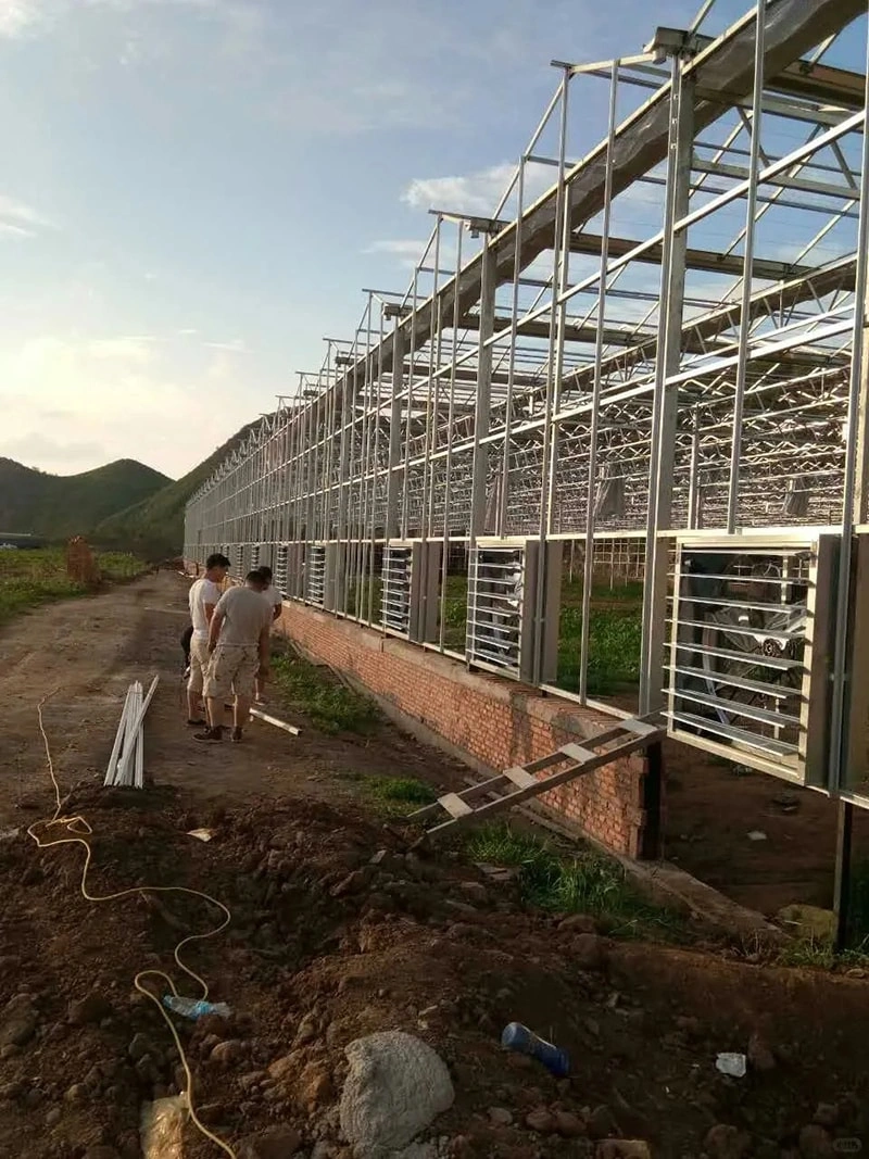 Large Glass Greenhouse: A Modern Solution for Sustainable Agriculture  