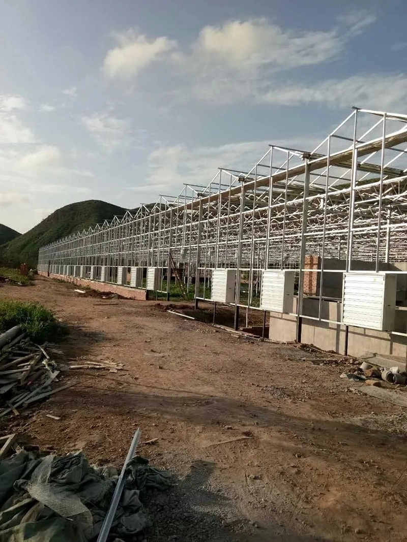 Large Glass Greenhouse: A Modern Solution for Sustainable Agriculture  