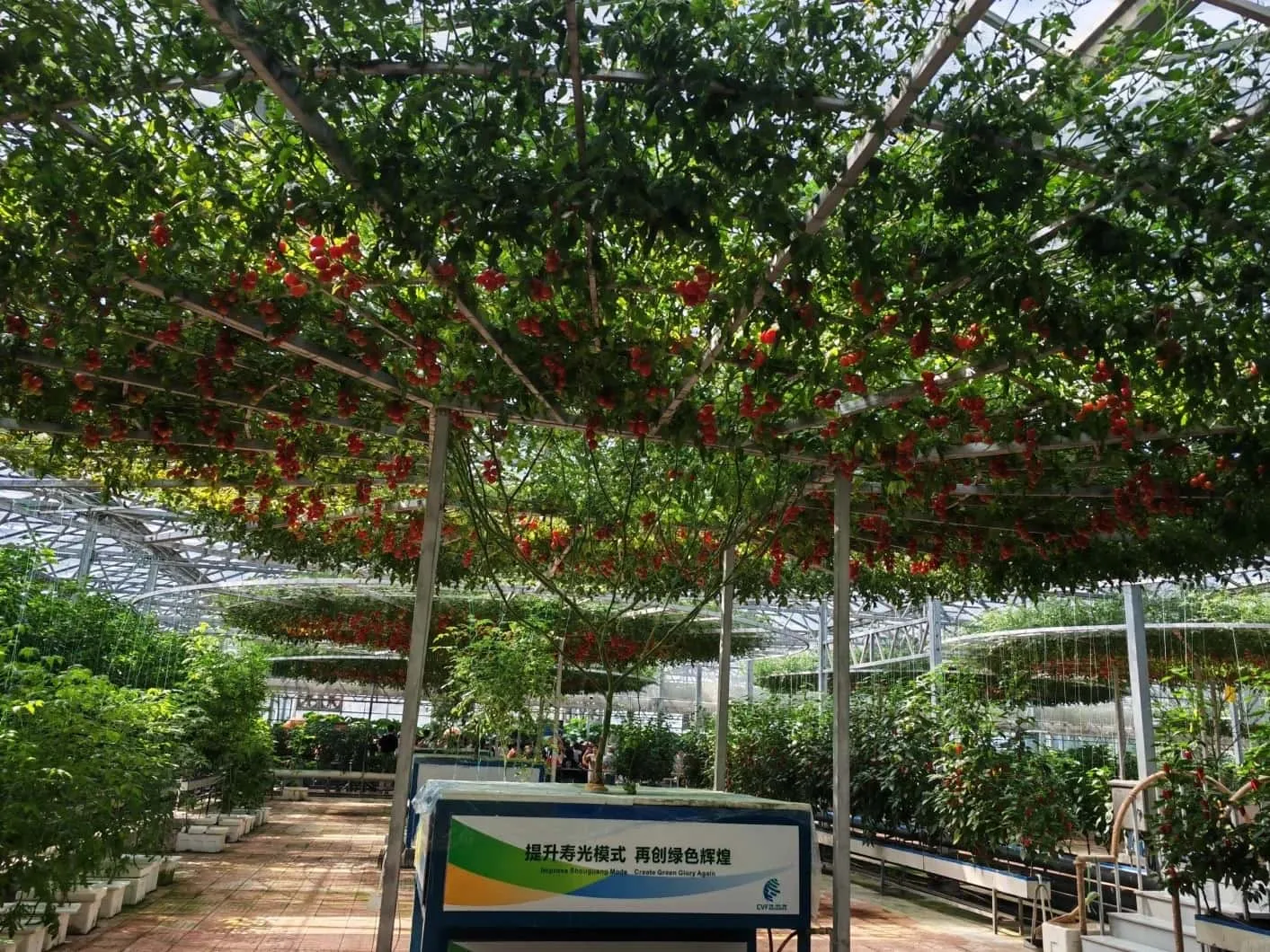 High-Quality Agricultural Greenhouse Solutions by China Greenhouse Manufacturer