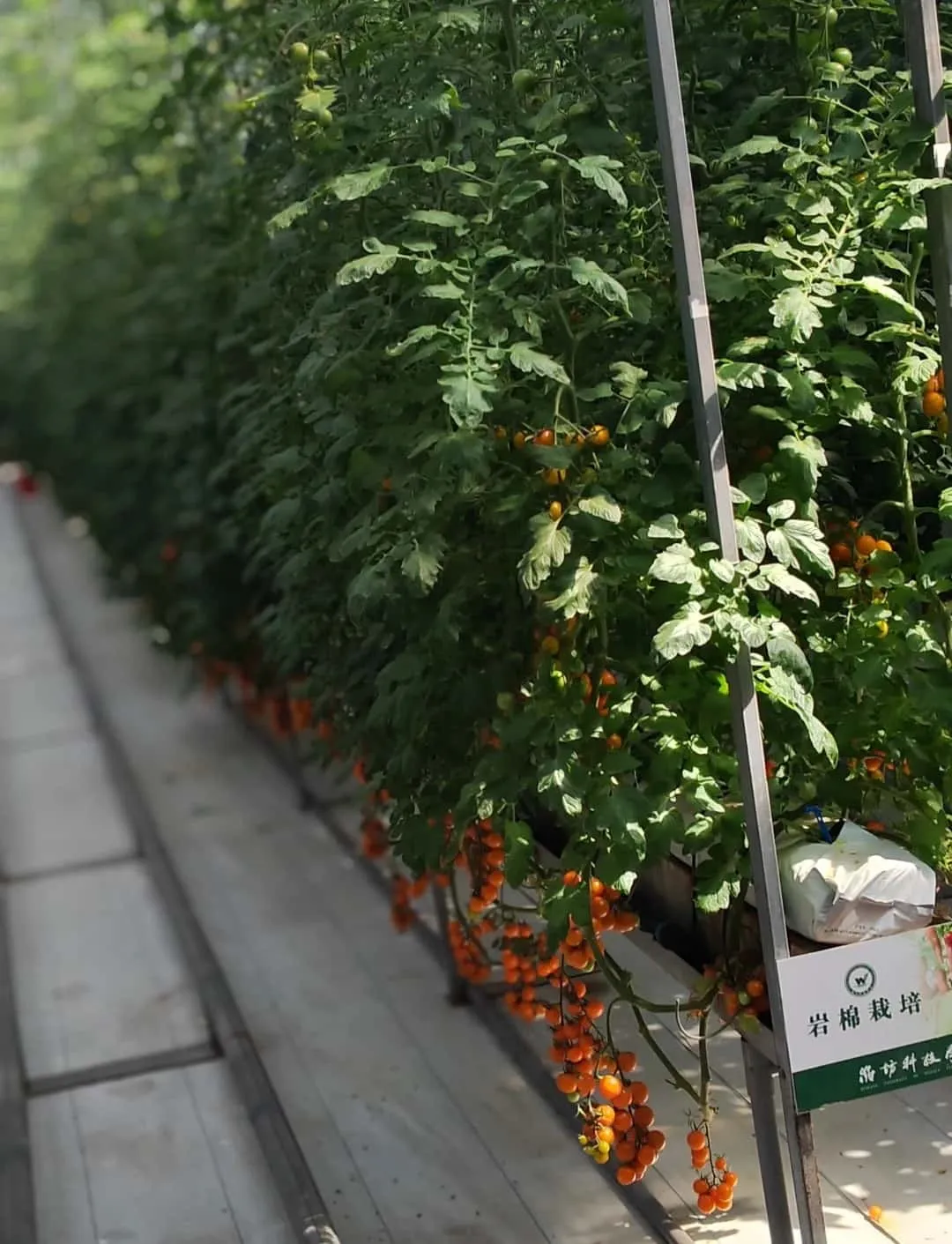 High-Quality Agricultural Greenhouse Solutions by China Greenhouse Manufacturer