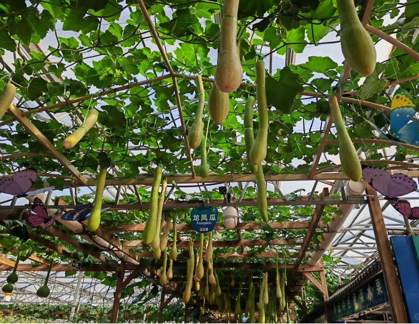 Greenhouse Farming in Kazakhstan: A Growing Industry Amid Climate Challenges
