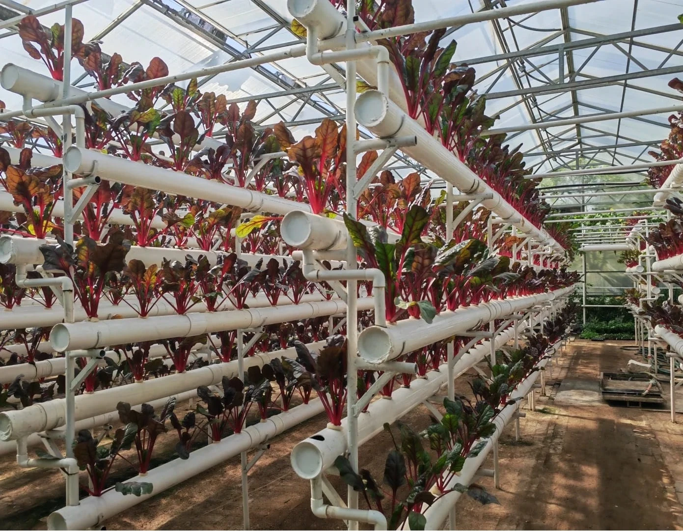 Greenhouse Farming in Kazakhstan: A Growing Industry Amid Climate Challenges