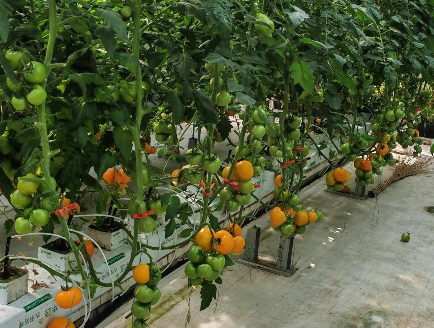 South Korea’s Greenhouse Boom: High-Tech Expansion Driven by Innovative Builders