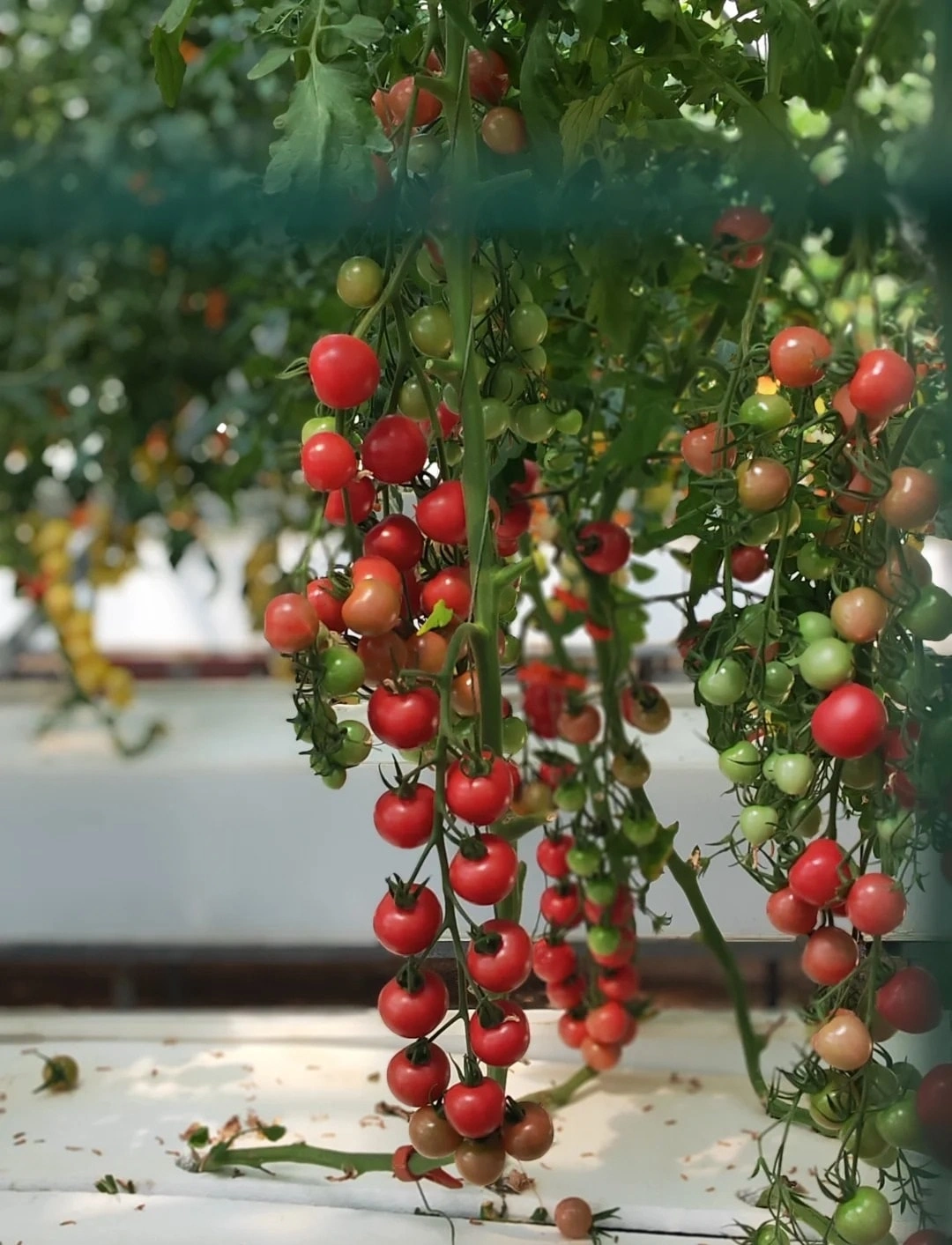 South Korea’s Greenhouse Boom: High-Tech Expansion Driven by Innovative Builders
