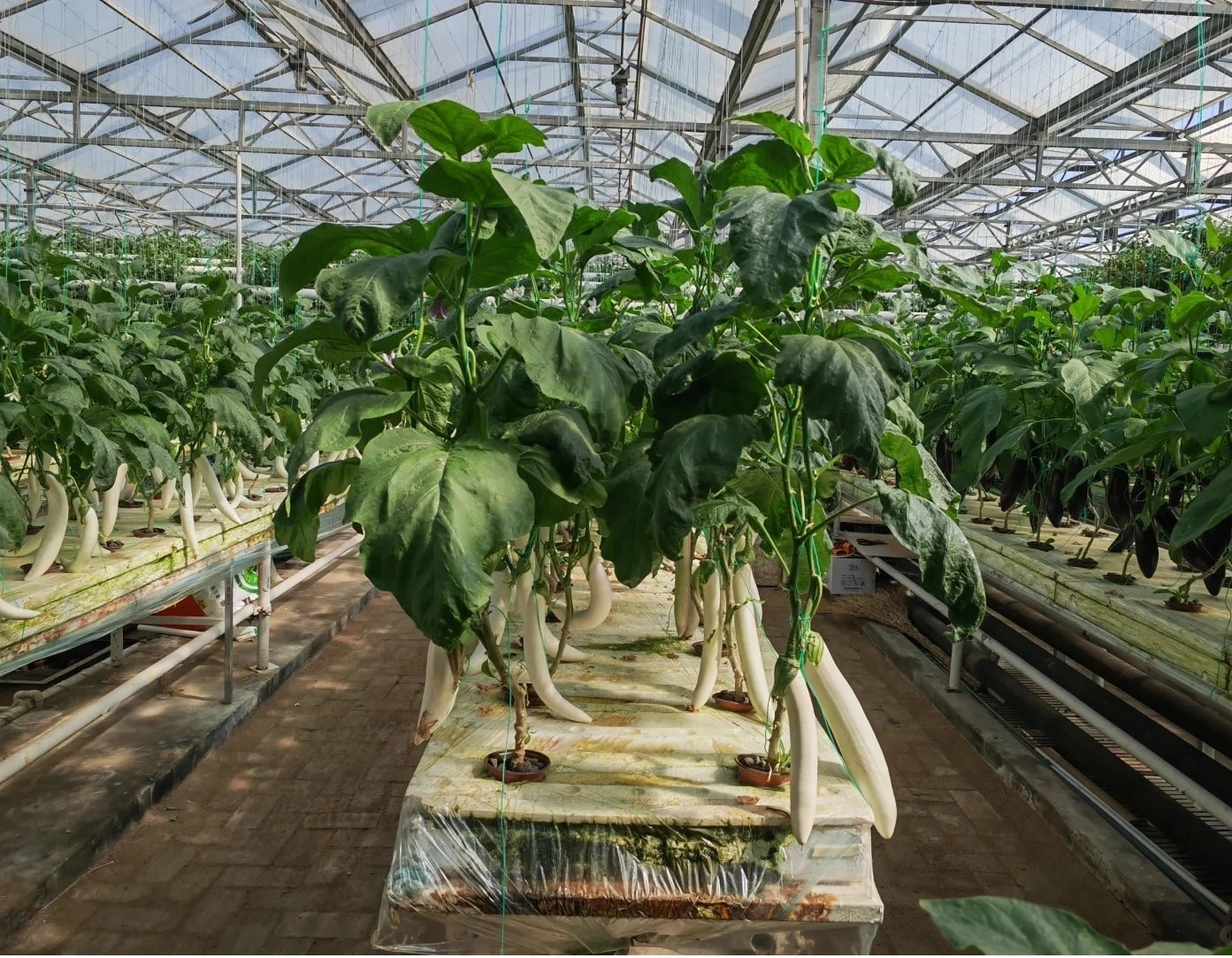 Greenhouse Kits – Customizable & Turnkey Solutions