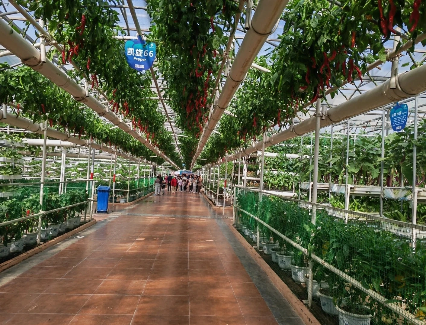 Greenhouse Builders Play Key Role in Advancing Agriculture in Taiwan