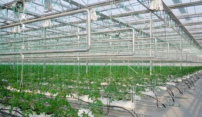 Greenhouse Standards in the EU: Ensuring Quality, Safety, and Sustainability