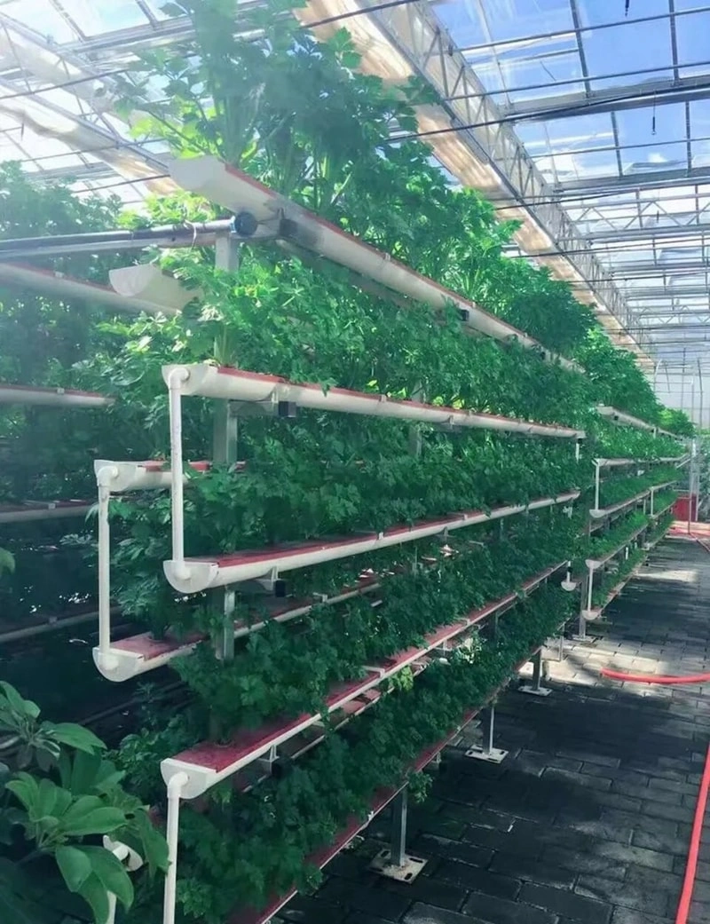 Building a Successful Greenhouse Project: Design, Types, and Applications