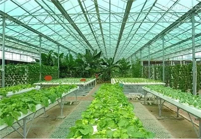 Greenhouse Project: Innovative Solutions for Modern Agriculture