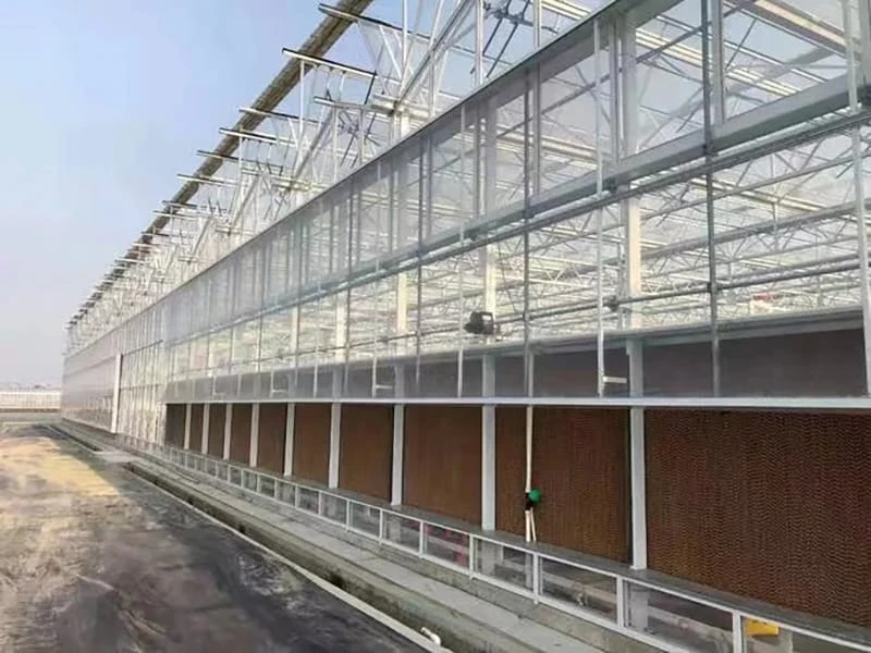 Sunshine Greenhouse: The Ultimate Solution for Modern Agriculture
