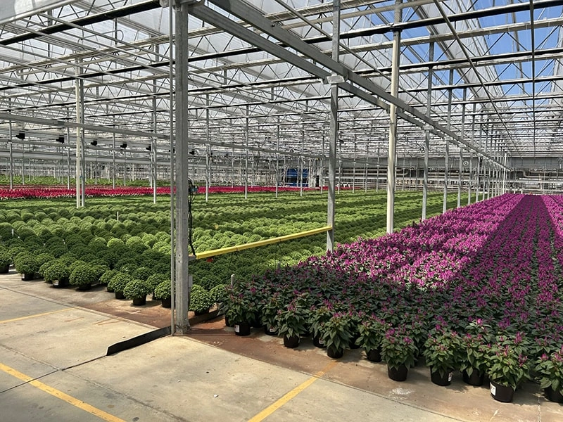 China Famous Greenhouse Manufacturer – Your Trusted Partner for Commercial Greenhouse Projects