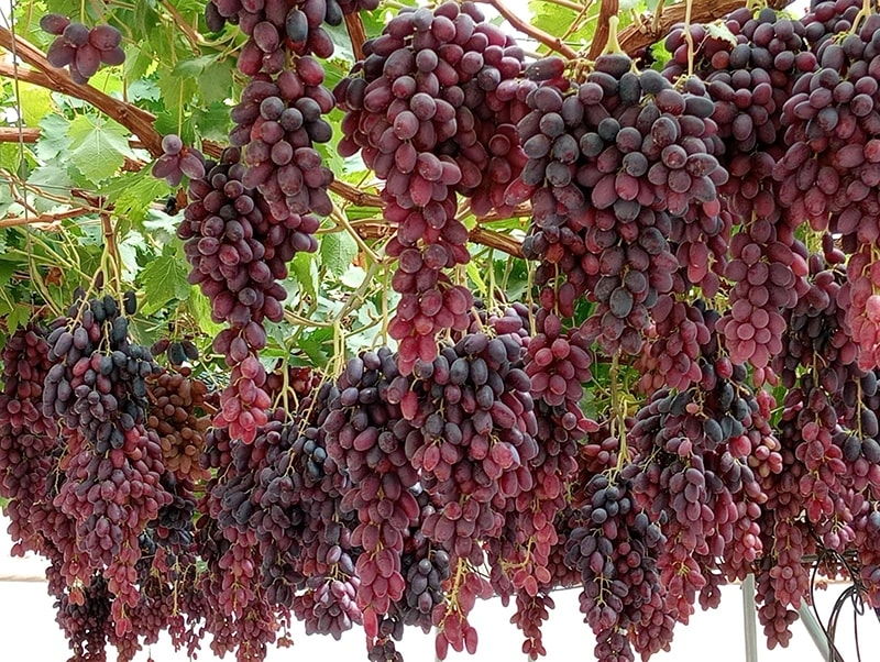 Main Materials for Greenhouse Construction in China
