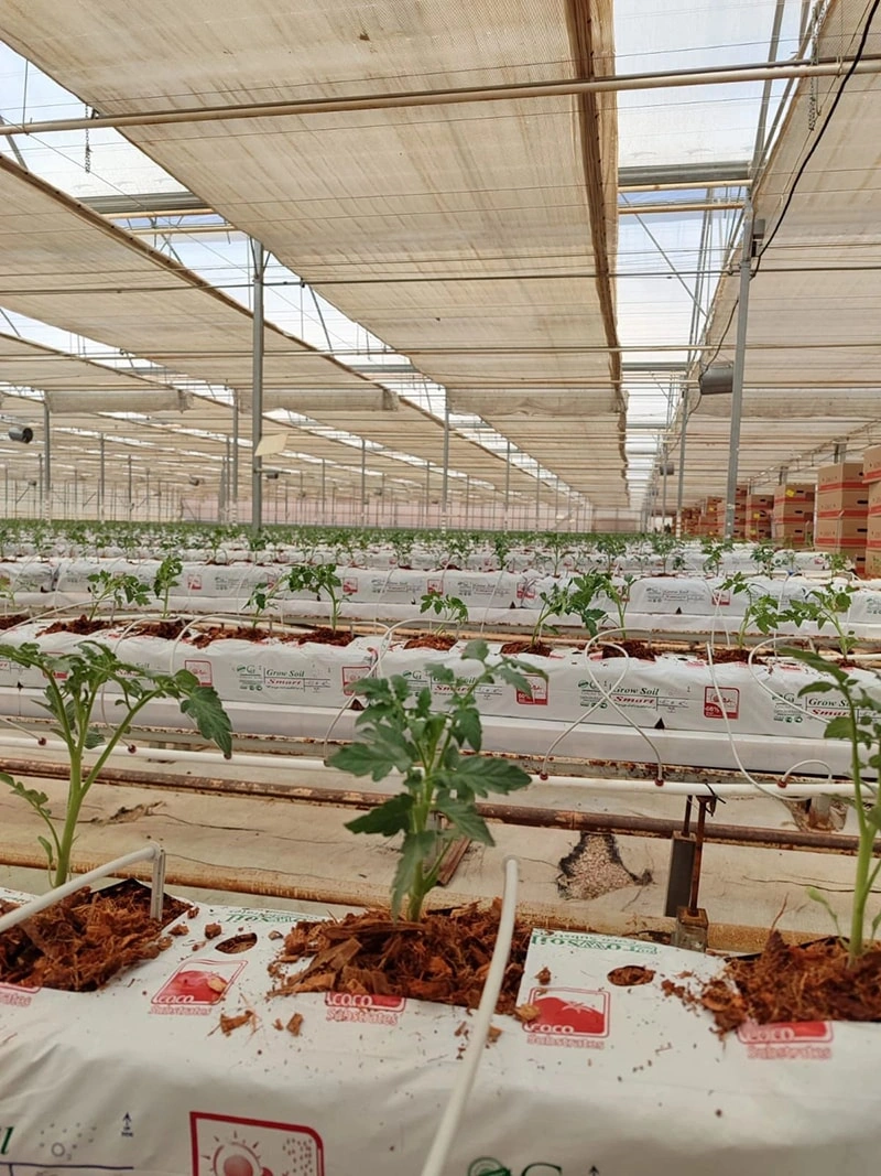 Turnkey Greenhouse: How Modern Smart Greenhouses Are Revolutionizing Agriculture