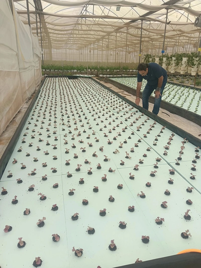 Commercial Thailand Light-Deprivation Greenhouse with Hydroponic Growing Systems