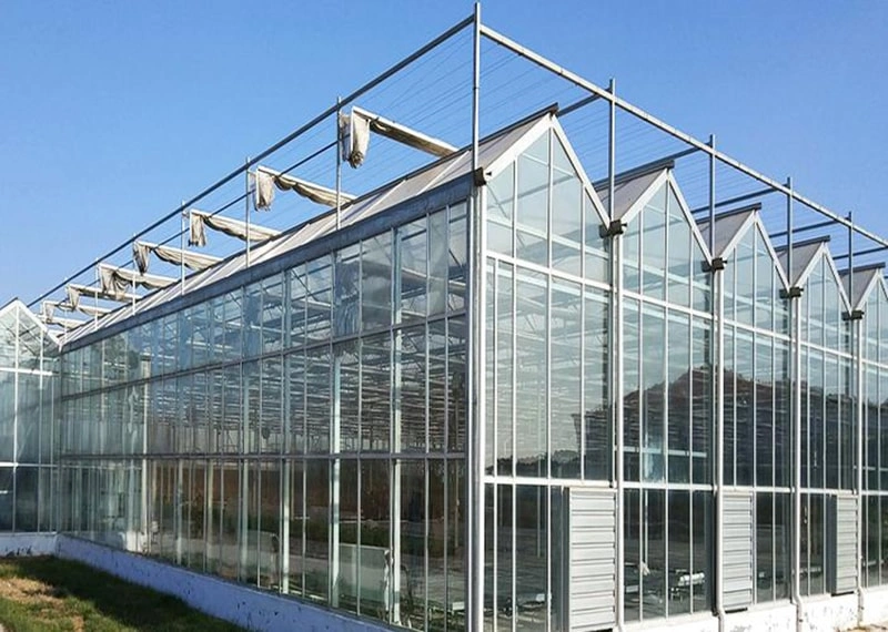 The Application and Characteristics of Hydroponic Systems in Greenhouses
